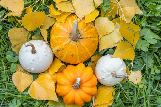 Orange and white pumpkins with yellow autumn leaves on green grass in daylight, top view