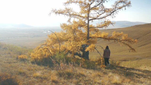 Handheld shot of a young woman walking towards and examining a bright yellow larch tree. Set against a beautiful golden autumn landscape in Khakassia, Russia.