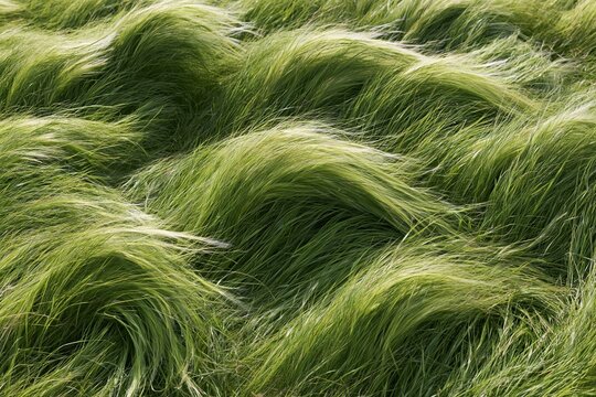 The Windblown Grass Blades Form a Gentle Green Ribbon Across Meadow
