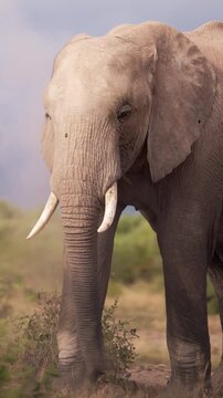 African elephants walking across the open plains of Amboseli National Park, Kenya, surrounded by the characteristic landscape of East African savanna.