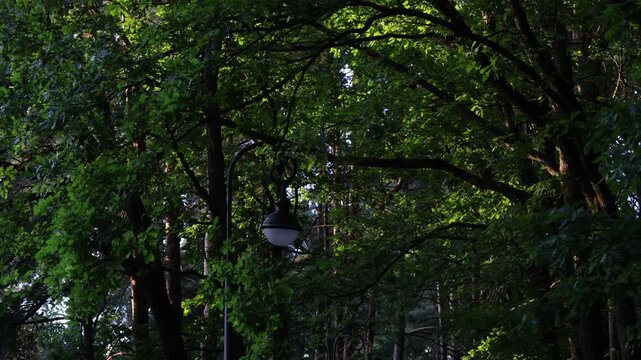 Shaded paved alley winds through dense forest with tall trees arching overhead