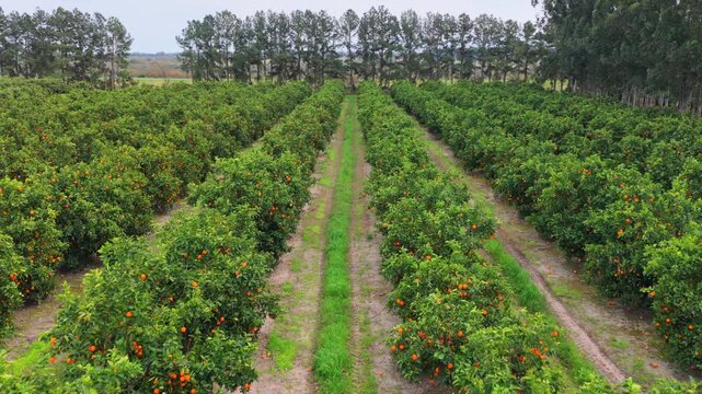 Aerial view flying low between rows of citrus trees with ripe oranges in an Argentine orchard.