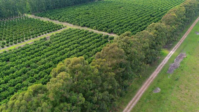 Citrus orchard with dense parallel tree rows bordered by woodland, grassland and dirt farm track, showing organized agricultural planting pattern from aerial drone view