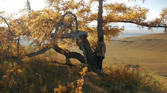A young woman admires and gently touches a bright yellow larch tree. A handheld shot revealing a vast autumn valley and rolling hills in Khakassia, Russia.