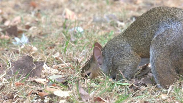 Grey Squirrel (Sciurus carolinensis) digging up a nut it had buried earlier in a London park. September, London, UK [Slow motion x4]