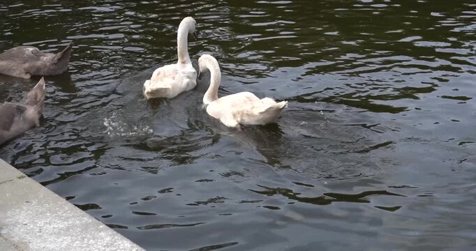 Swans interacting on pond at Charlottenburg Palace in Berlin, Germany