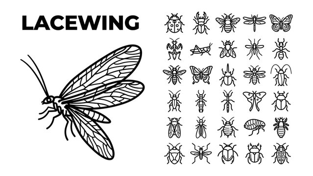 Lacewing Illustration and Insect Icon Collection: A detailed black and white illustration of a lacewing insect is presented alongside a grid of various insect icons.