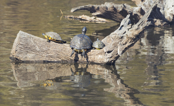 Mud Turtles basking on logs in a pond at Harris Neck Wildlife Sanctuary.