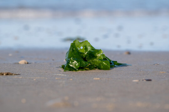 Fresh Green Seaweed Washed Ashore on Sandy Beach with Ocean Waves in Background