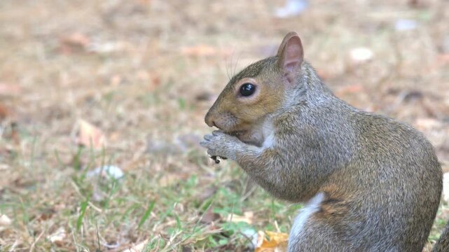 Grey Squirrel (Sciurus carolinensis) eating a nut in a London park. September, London, UK [Slow motion x4]