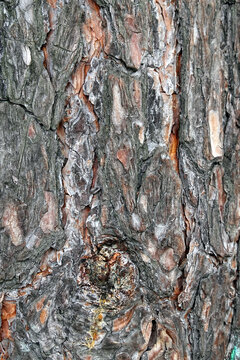 Part of unprocessed pine trunk with brown bark as background vertical view closeup