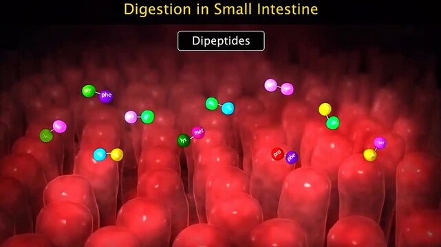 Digestion and absorption of food in small intestine