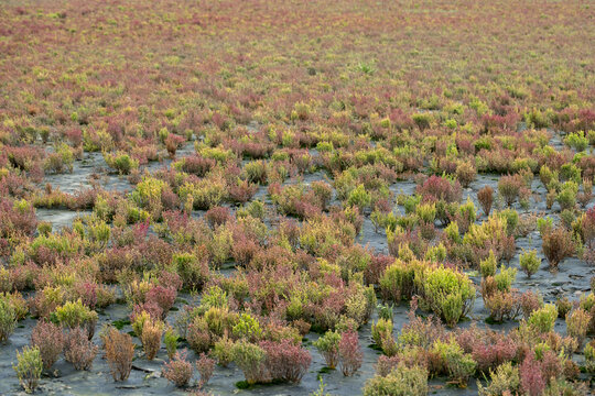 Colorful Saltmarsh Vegetation with Red and Green Succulent Plants on Dark Tidal Mudflat