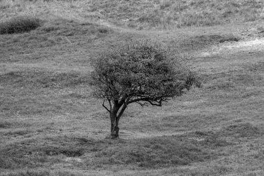 Solitary Tree on Norderney Island &ndash; Black and White Landscape Photography, North Sea, Germany
