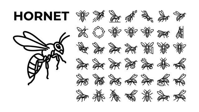 Set of Hornet Icons: A collection of vector line art icons depicting hornets in various poses and actions, alongside a larger illustrative hornet.