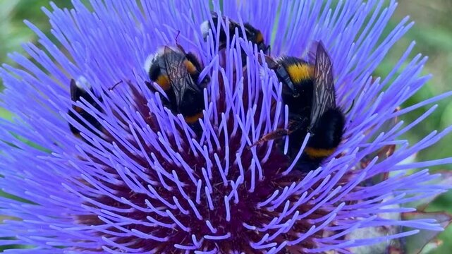Multiple bumblebees actively foraging and crawling on a large blooming purple artichoke flower. Close up