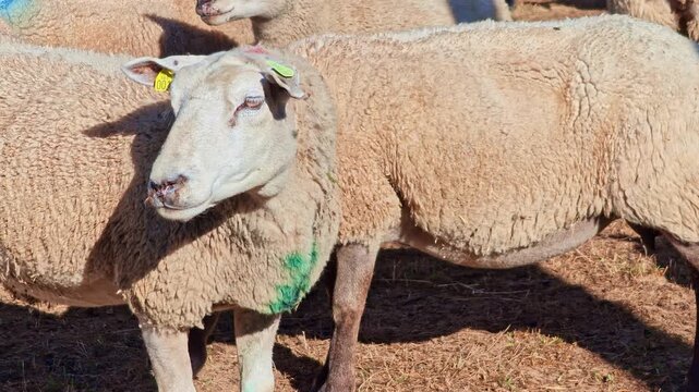 Traditional sheep or domestic sheep aka Ovis aries with ear tags stand closely packed in a dry farm pen under bright sunlight.