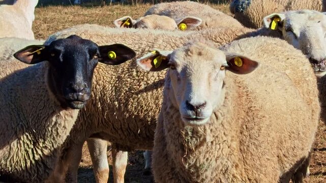 Domestic sheep or Ovis aries with ear tags stand close together and stare toward the camera in a sunny farm pen.