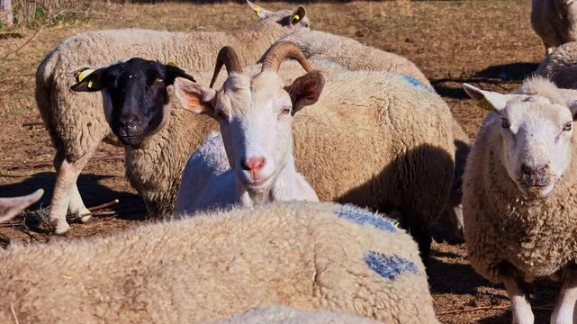 Horned goat and domestic sheep aka Ovis aries stand closely packed in a dry agricultural pasture under bright daylight.