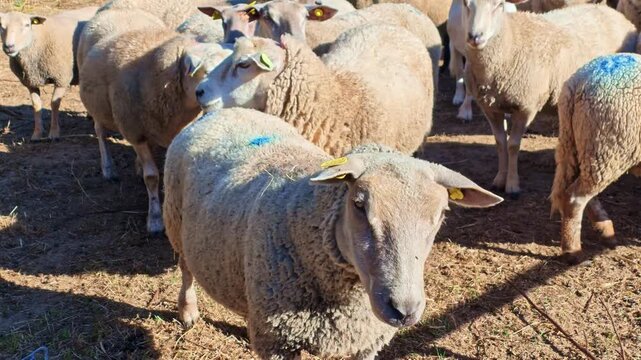 Ear‑tagged domestic sheep or Ovis aries stand tightly grouped in a dry outdoor pen on a sunny day with several animals marked by blue paint.