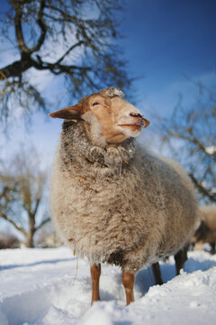 Schaf im Winter
