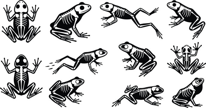 Jumping frog skeleton vector silhouette set with spooky halloween toad amphibian bones anatomy isolated on white background
