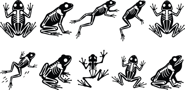 Frog skeleton vector silhouette set with spooky halloween toad amphibian bones anatomy isolated on white background
