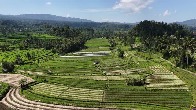 Rice Terraces Across Bukit Dewangga In Sidemen By Rolling Karangasem Hills In Bali, Indonesia. - aerial shot