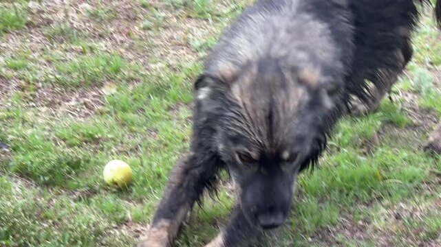 A stray mongrel dog with wet fur.