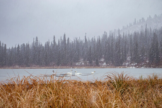 Swans in a lake on snowy day in Canada