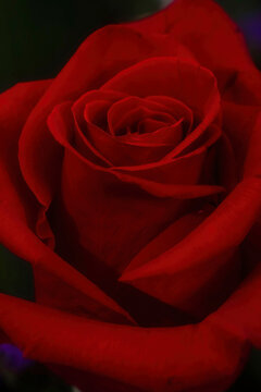 Red petals on red rose on black background