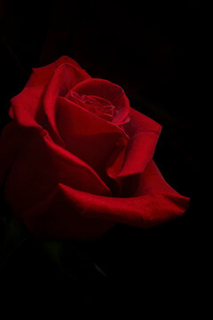 Red rose against a black background