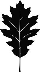 Fototapeta premium Oak leaf silhouette in black color isolated on white background.