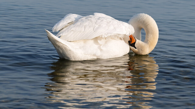 Schwan im Wasser putzt sich mit gebogenem Hals