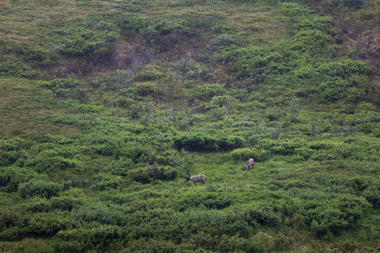 Caribou in Denali National Park