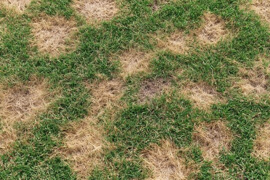 The Patchy Lawn with Green and Brown Grass Patches in Sunlight