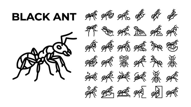 Black Ant Iconography: A collection of simple line art icons depicting black ants in various poses and actions, accompanied by a larger illustration of a single ant.