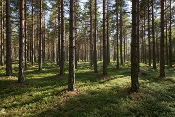 Fototapeta premium The Pine Forest in Dappled Sunlight with Verdant Moss and Tranquil Silence