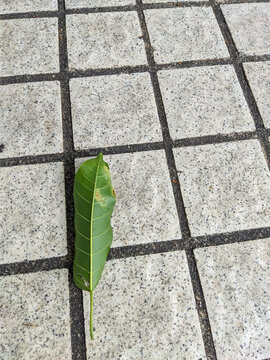 Green leaf resting on tiled outdoor pavement