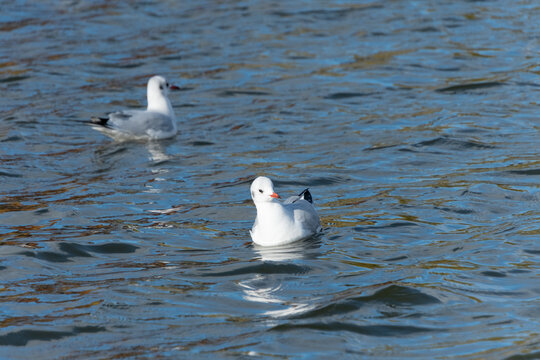 Black-Headed Gulls Swimming Lightly on Rippling Blue Water Surface with Natural Copy Space Background
