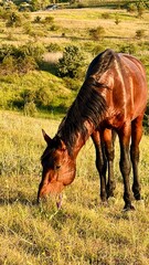  Bay horse grazing on a sunlit hillside meadow — vertical photo © valentina fridman