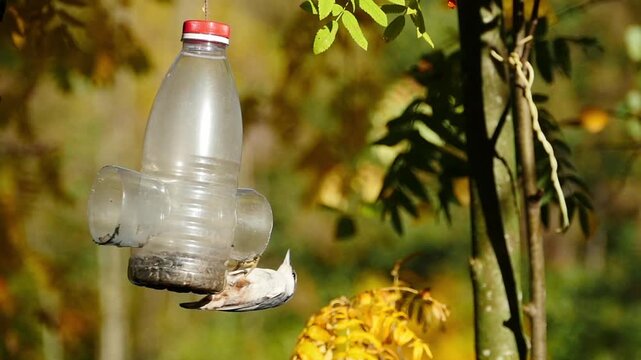 grey nuthatch a small bird with grayish-white plumage,  pecks seeds from a hanging feeder, autumn blurred yellow-green landscape, slow motion
