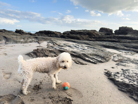 Dog plays on the beach with a ball near rocky shoreline