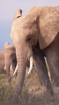 African elephants walking across the open plains of Amboseli National Park, Kenya, surrounded by the characteristic landscape of East African savanna.