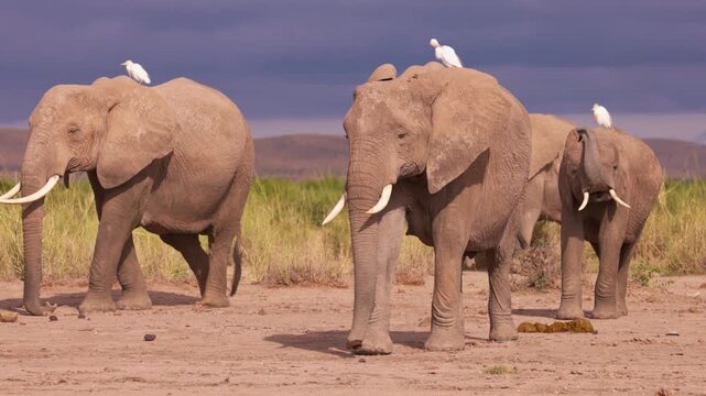 African elephants walking across the open plains of Amboseli National Park, Kenya, surrounded by the characteristic landscape of East African savanna.