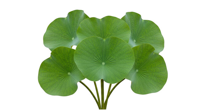 Fresh green gotu kola leaves isolated on transparent background