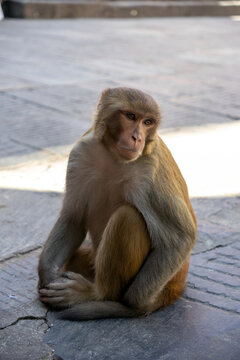 Rhesus Macaque Resting at Swayambhunath