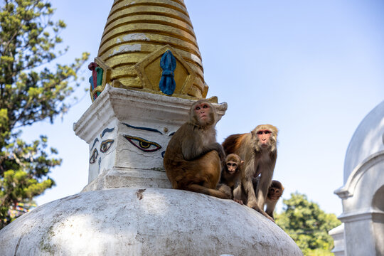 Monkey Family Atop a Stupa at Swayambhunath