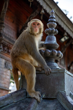 Rhesus Macaque Perched on a Temple Roof Finial at Swayambhunath Kathmandu Nepal