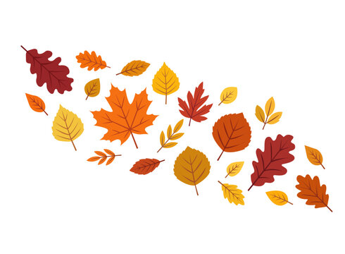 Different types of autumn leaves on a white background, vector